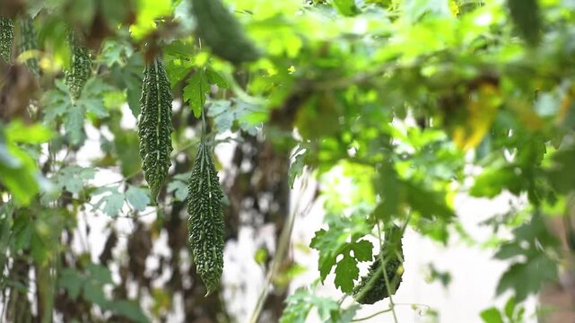 Bitter gourd or bitter melon,momordica charantia on vine plant