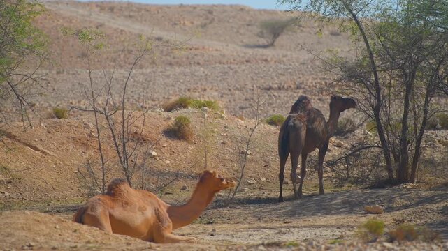 Footage capturing dromedary camels in their natural, arid environment near the stunning Wadi Bani Khalid region in Oman. This area is known for its striking contrast between dry desert landscapes and 