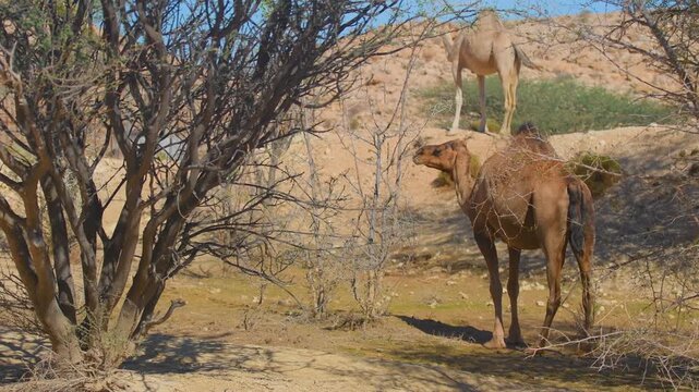 Two dromedary camels in a dry, scrubland environment in the Hajar Mountains region near Wadi Bani Khalid, Oman. The arid landscape features sparse vegetation and rocky hillsides under a bright sky.