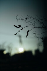 野原の夕景　河川敷