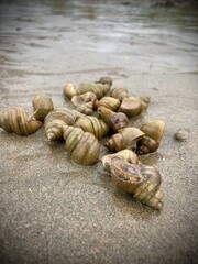 cluster banded mystery snails clustered on wet sand, collection aquatic snails lies scattered across sandy surface. textures and patterns of their shells, revealing the intricacies of nature