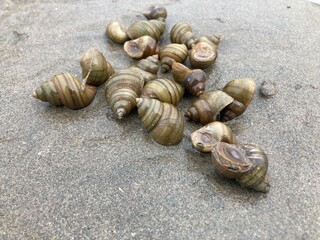 collection aquatic snails lies scattered across sandy surface. textures and patterns of their shells, revealing the intricacies of nature