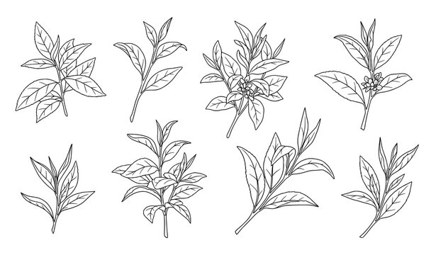 Green tea leaves hand drawn outline botanical vector set with branches and foliage