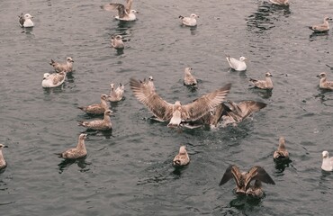 Go&eacute;lands dans l'eau .