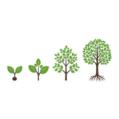 Obraz premium Stages of Tree Growth from Seedling to Mature Tree.