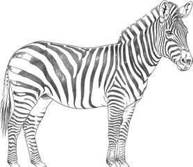 Detailed black and white pencil drawing of a standing zebra isolated on white background