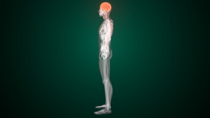 Male brain anatomy in red colour. 3d render