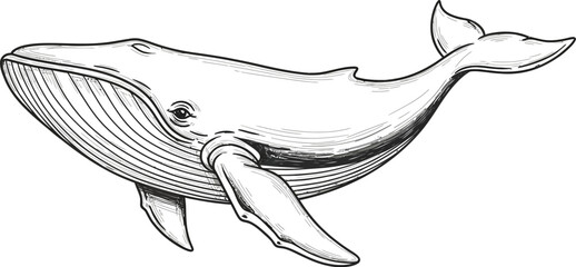 Detailed black and white sketch of a majestic humpback whale swimming in the ocean