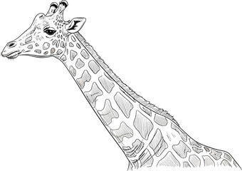 Detailed black and white sketch of a giraffe head and long neck profile