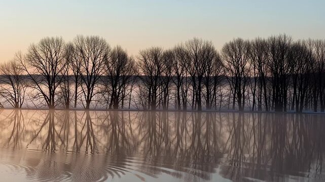 Misty Morning Reflections of Bare Trees on Water.