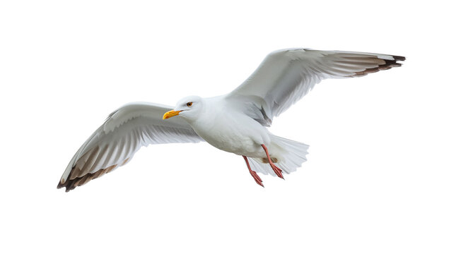 Majestic white seagull captured in graceful flight with outstretched wings against a pristine white background. High-quality image showcasing its natural beauty and intricate details