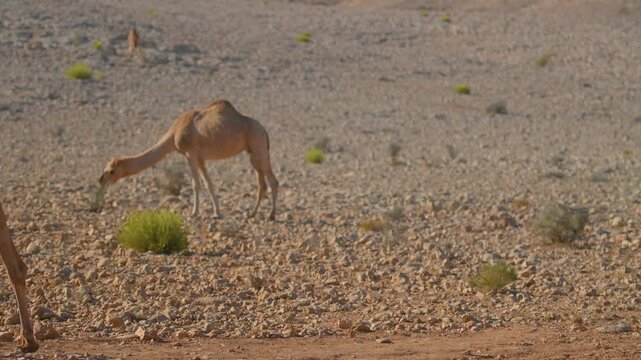 Footage showing two dromedary camels walking through the arid, rocky desert landscape near Wadi Bani Khalid in Oman.
