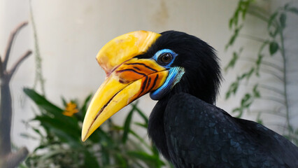 a portrait of a colorful hornbill native to Indonesia. the knobbed hornbill (Rhyticeros cassidix)....