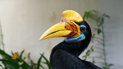 a portrait of a colorful hornbill native to Indonesia. the knobbed hornbill (Rhyticeros cassidix). It is the national bird of Sulawesi Island and is commonly known as the Julang Sulawesi © slvn_an