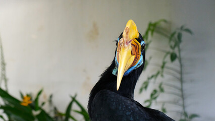 a portrait of a colorful hornbill native to Indonesia. the knobbed hornbill (Rhyticeros cassidix). It is the national bird of Sulawesi Island and is commonly known as the Julang Sulawesi © slvn_an