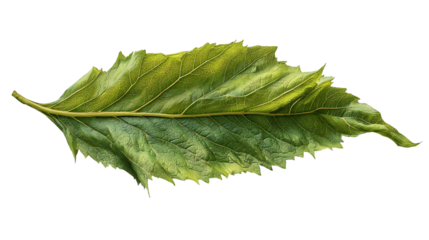Detailed single green leaf with veins on transparent background, vibrant and healthy texture