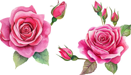 pink roses on white background