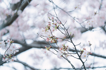 Obraz premium お台場で撮った桜の花