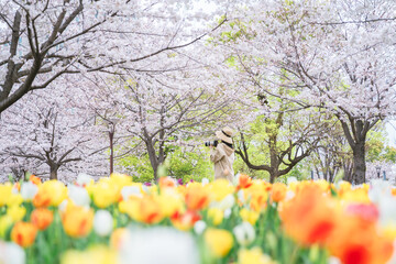 お台場で撮った桜の花