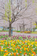 お台場で撮った桜の花