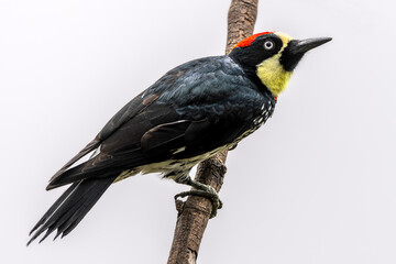 Naklejka premium Acorn woodpecker (Melanerpes formicivorus), male. San Gerardo de Dota, Costa Rica