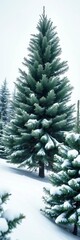 Green fir tree, snow-dusted, winter landscape,  season,  snow