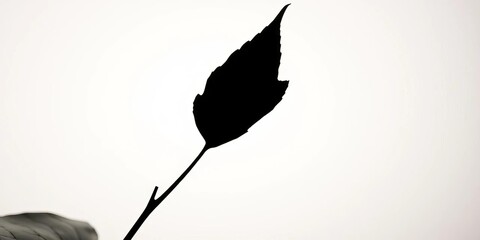 Dark silhouette of a single leaf, sharply defined against a light background,  vegetation,  dark