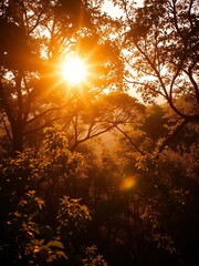 Sun-kissed treetops, a hazy dreamscape of rustling leaves, sepia-toned whispers of time, soft light filter,  forest,  organic