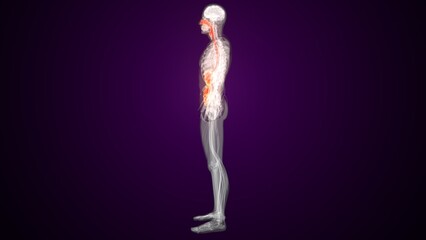 Male red colour digestive system anatomy. 3d illustrations