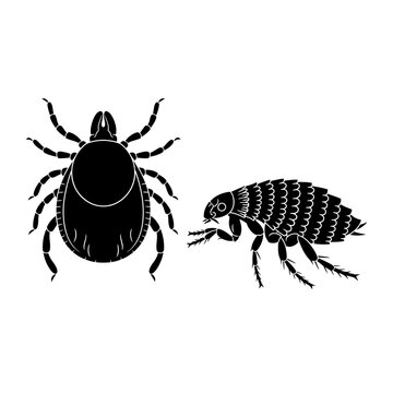 Detailed black and white illustrations of a tick and a flea in a striking silhouette