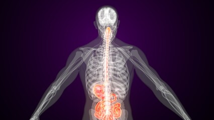 Male red colour digestive system anatomy. 3d illustrations