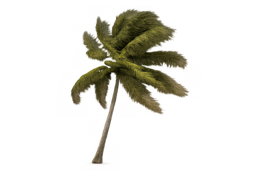 Isolated tropical palm tree swaying in the wind, a vibrant green exotic plant with lush foliage on transparent background