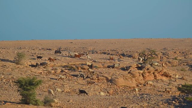A flock of domestic goats and sheep graze on sparse vegetation in the dry, rocky terrain of Wadi Bani Khalid, a famous wadi and tourist attraction in Oman known for its year-round constant flow of wat