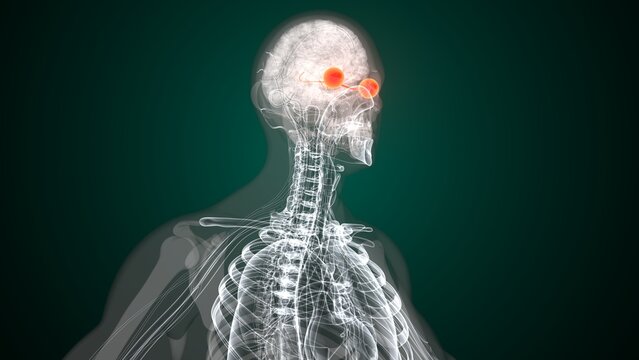 Male red colour eyes anatomy. 3d render