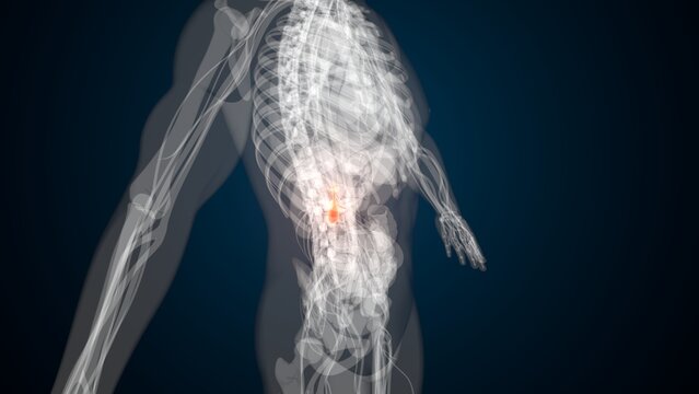 Male red gallbladder anatomy with colourful background. 3d render