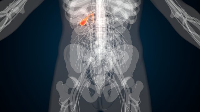 Male red gallbladder anatomy with colourful background. 3d render