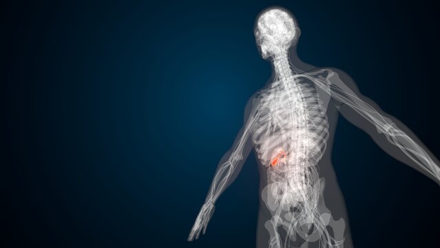 Male red gallbladder anatomy with colourful background. 3d render