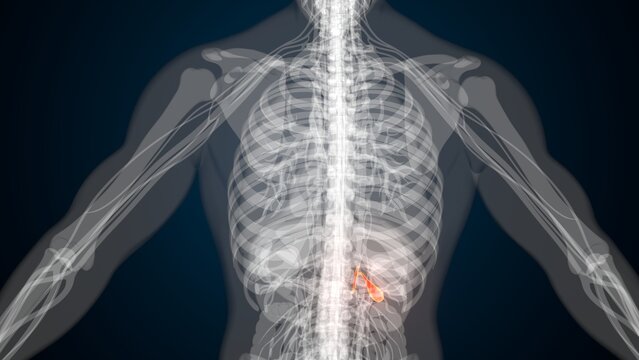 Male red gallbladder anatomy with colourful background. 3d render