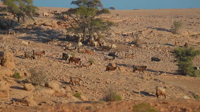 A wide shot capturing a herd of domestic goats and sheep grazing on the dry, rocky terrain of Wadi Bani Khalid, Oman.