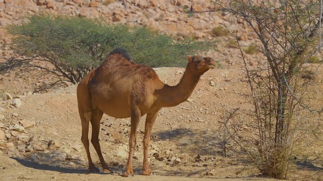 A wild dromedary camel (Camelus dromedarius) stands in a dry, rocky landscape with sparse green shrubs near the Wadi Bani Khalid, a famous desert oasis in the Sultanate of Oman.