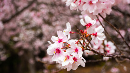 満開の桜の花　花見　長野県