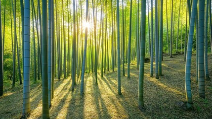 Sunlight filtering through a bamboo forest