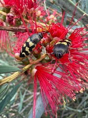 Native Jewel Beetle on Grevillea © Connie