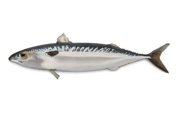 Fresh whole pacific mackerel fish with silver skin showing its distinctive markings and transparent background