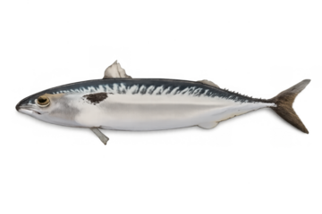 Fresh whole pacific mackerel fish with silver skin showing its distinctive markings and transparent background