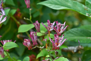 ホトトギスの花
