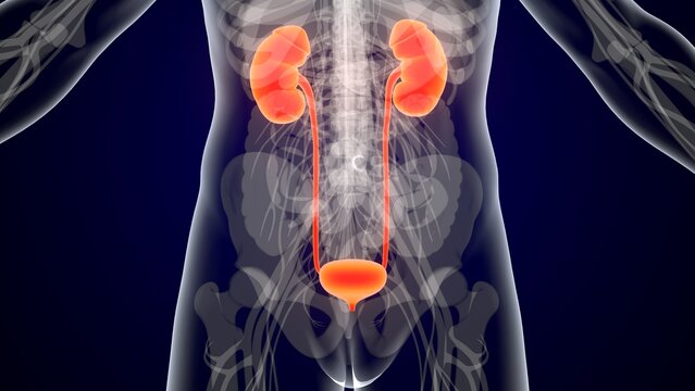 Human kidney urinary system anatomy in red colour. 3d illustrations