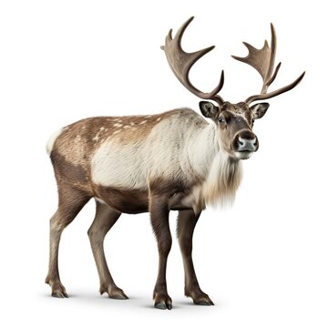 Portrait of a large antlered deer standing alone on a white background