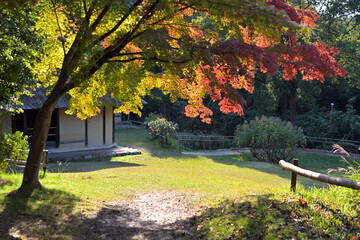 古民家の手前にあるカエデの紅葉が逆光に照らされている風景
