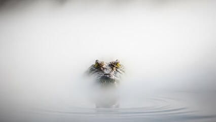 A mysterious otter-like animal emerges from thick white mist over water, creating an ethereal and atmospheric scene.